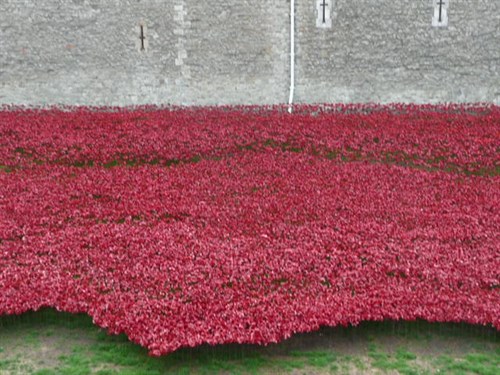 Tower Poppies 1914 004