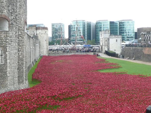 Tower Poppies 1914 009