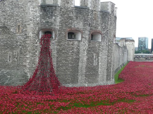 Tower Poppies 1914 010