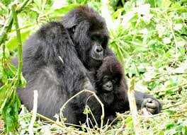 Mum & baby gorilla