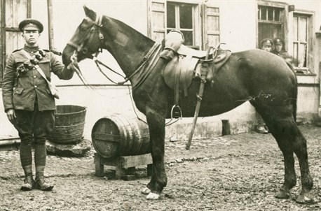 Byfield 's War Horse - Copy