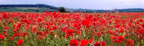 Field Of Poppies