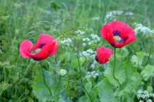 We will Remember them.